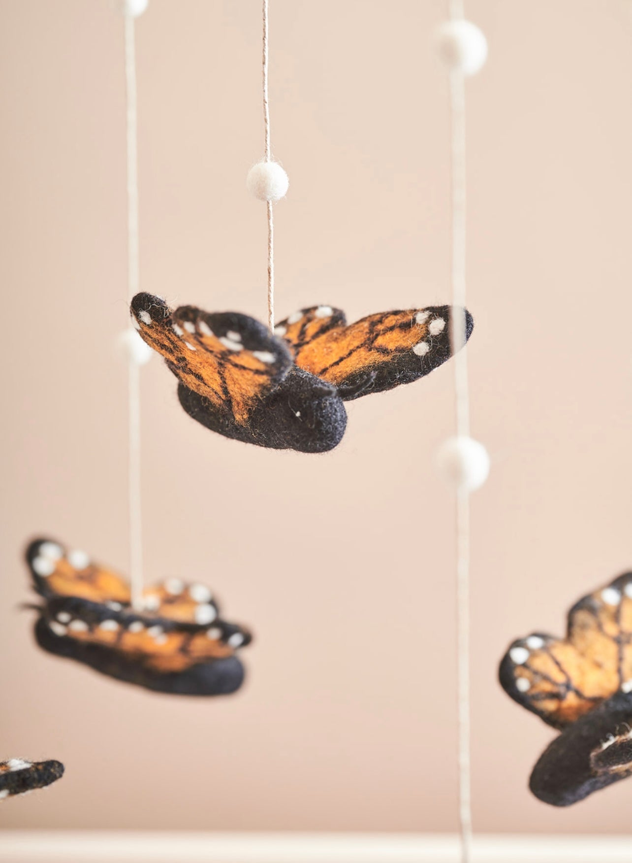 Monarch butterfly